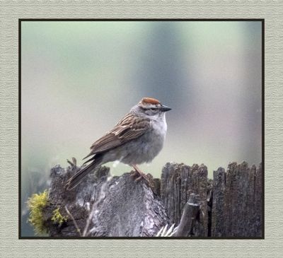 2023-06-14 6134 Chipping Sparrow