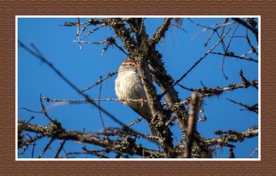 2023-06-17 6143 Chipping Sparrow