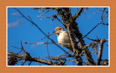 2023-06-17 6144 Chipping Sparrow