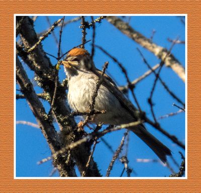 2023-06-17 6145 Chipping Sparrow