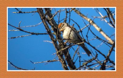 2023-06-17 6148 Chipping Sparrow