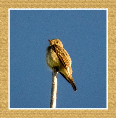 2023-06-17 6197 Western Wood Pewee