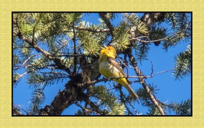 2023-06-17 6213 Western Tanager