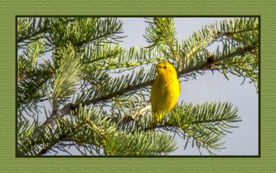 2023-07-01 6217 Yellow Warbler
