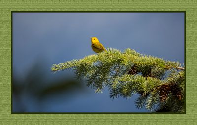 2023-07-01 6219 Yellow Warbler