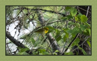 2023-07-01 6222 Yellow Warbler