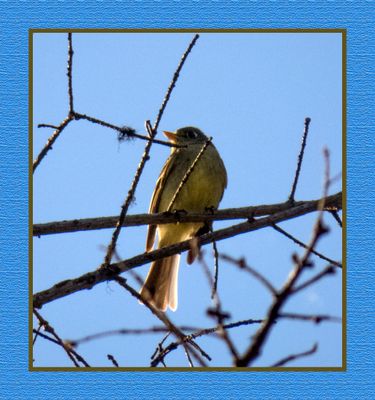 2023-07-01 6251 Pacific-Slope Flycatcher