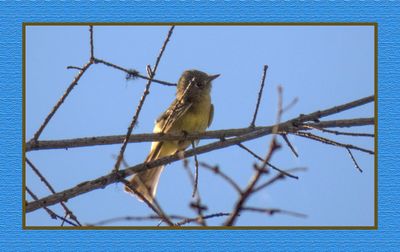 2023-07-01 6254 Pacific-Slope Flycatcher