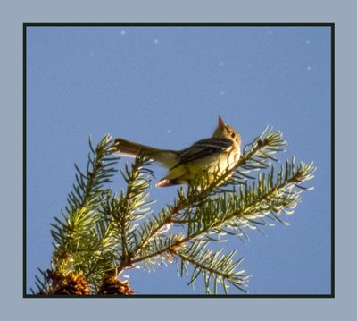 2023-07-01 6267 Pacific-Slope Flycatcher