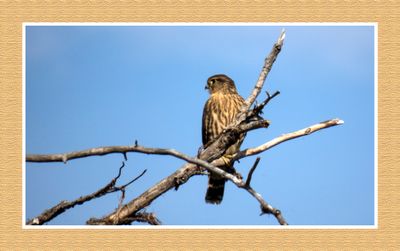 2023-07-10 6275 Merlin