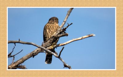 2023-07-10 6279 Merlin