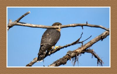 2023-07-10 6281 Merlin