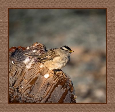 2023-07-20 6340 White-crowned Sparrow