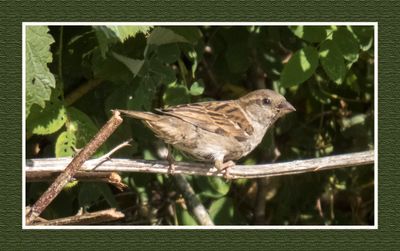 2023-07-20 6418 Female House Sparrow