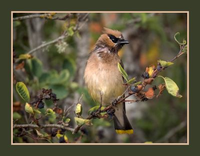 2023-07-20 6371 Cedar Waxwing