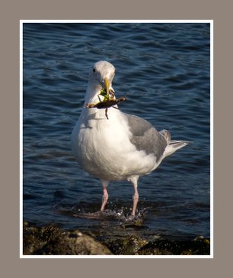 2023-07-20 6391 Glaucous-Winged Gull's Crab for Breakfast