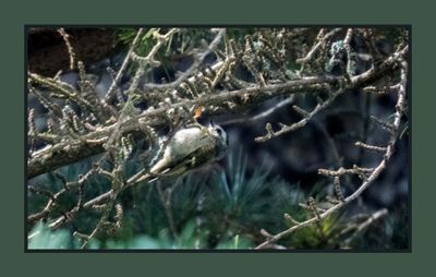 2023-07-22 6494 Golden-crowned Kinglet