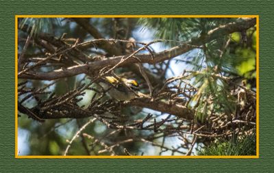 2023-07-22 6499 Golden-crowned Kinglet