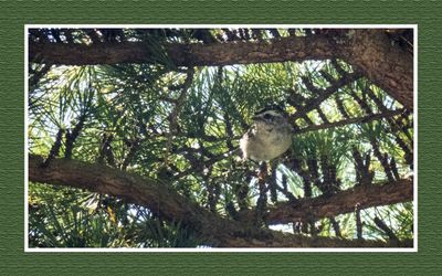 2023-07-22 6506 Golden-crowned Kinglet