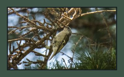 2023-07-22 6507 Golden-crowned Kinglet