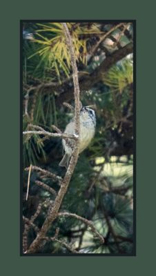 2023-07-22 6517 Golden-crowned Kinglet