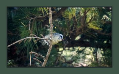 2023-07-22 6519 Golden-crowned Kinglet