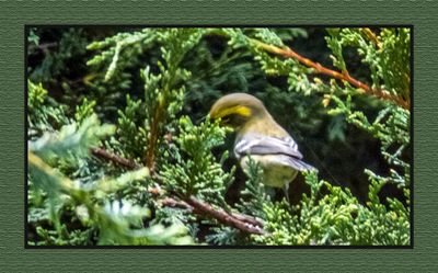 2023-07-23 6579 Townsend's Warbler