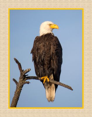 2023-07-27 6730 Bald Eagle
