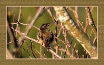 2023-07-30 6825 Marsh Wren