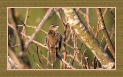 2023-07-30 6838 Marsh Wren