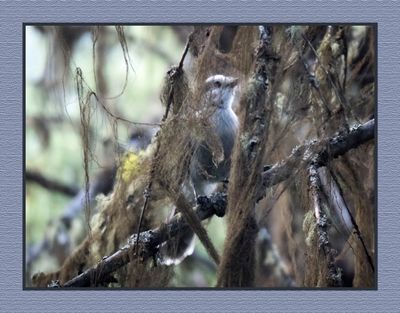 2023-08-12 6892 Gray Jay in Hiding