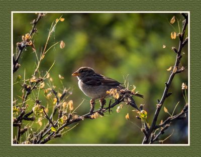 2023-08-12 6910 House Sparrow