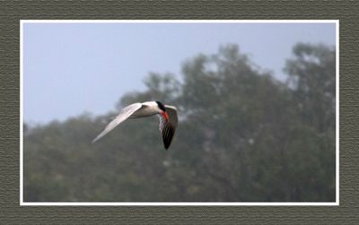 2023-09-09 00111 CaspianTern