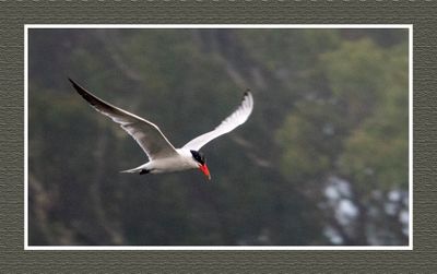 2023-09-09 00112 CaspianTern
