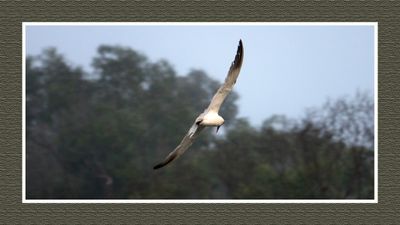 2023-09-09 00120 CaspianTern