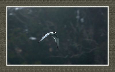2023-09-09 00152 Forster's Tern