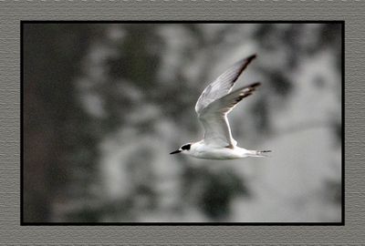 2023-09-09 00179 Forster's Tern