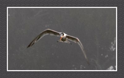 2023-09-09 00189 Royal Tern