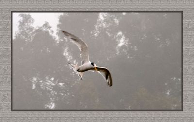 2023-09-09 00190 Elegant Tern