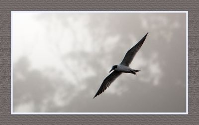 2023-09-09 00200 Forster' Tern