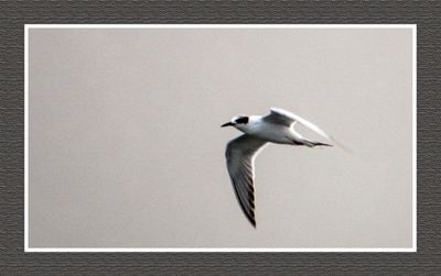 2023-09-09 00208 Forster' Tern