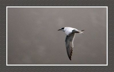 2023-09-09 00209 Forster' Tern