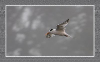 2023-09-09 00235 Elegant Tern