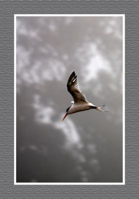 2023-09-09 00236 Elegant Tern