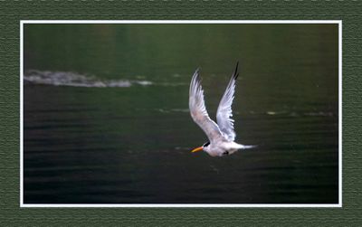 2023-09-09 00240 Elegant Tern