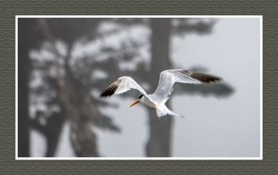 2023-09-09 00242 Elegant Tern