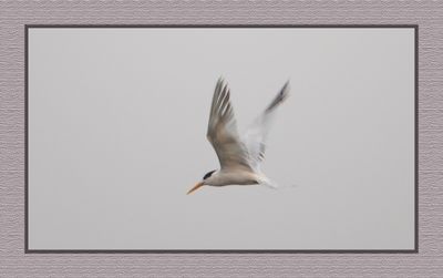 2023-09-09 00243 Elegant Tern