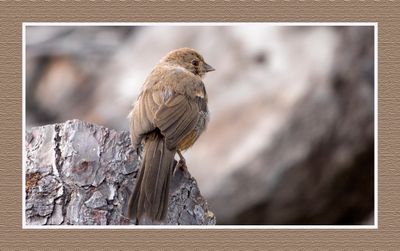 2023-09-09 00276 California Towhee