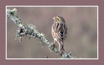 2023-09-09 00281 Savannah Sparrow