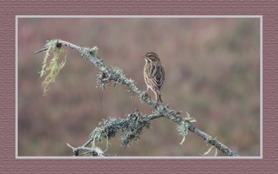 2023-09-09 00282 Savannah Sparrow